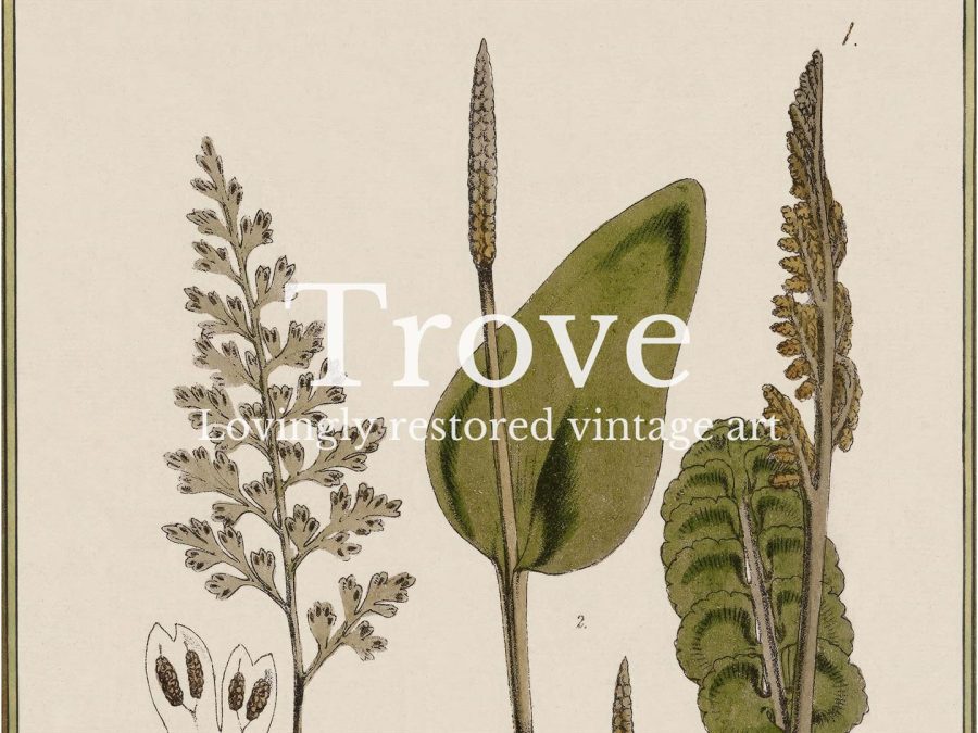 Fern VII Vintage Art Print