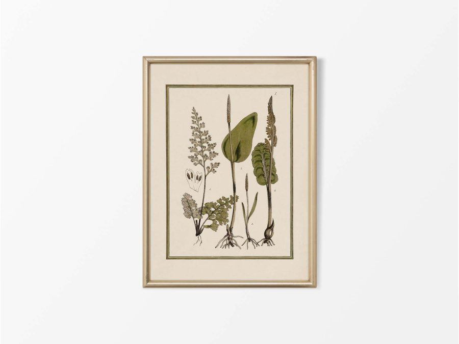Fern VII Vintage Art Print