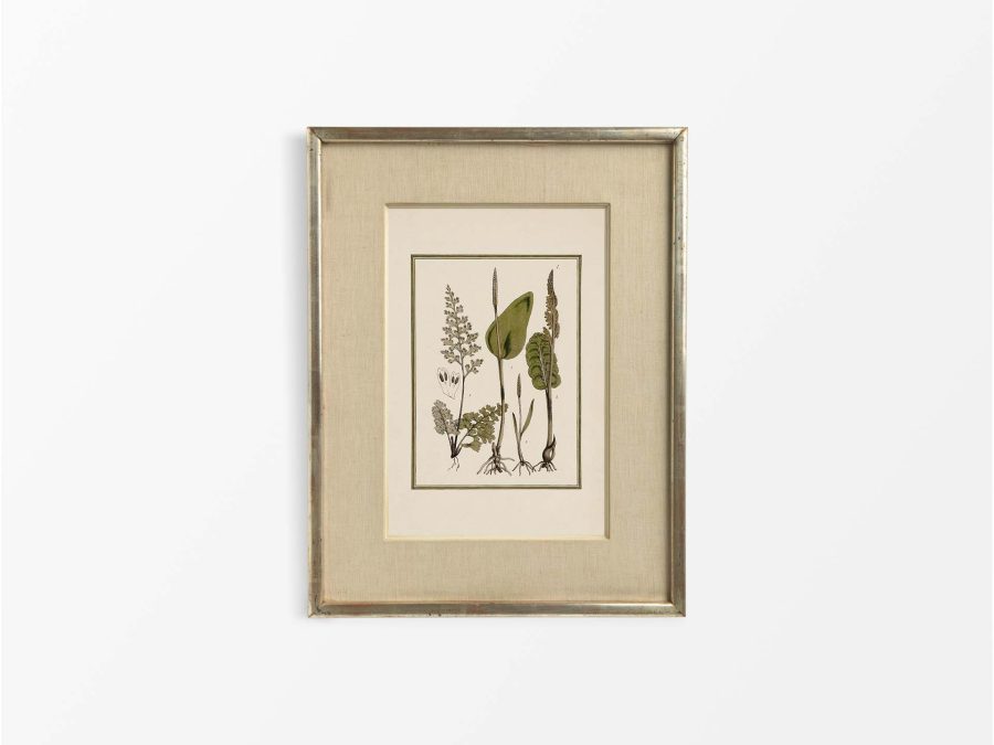 Fern VII Vintage Art Print