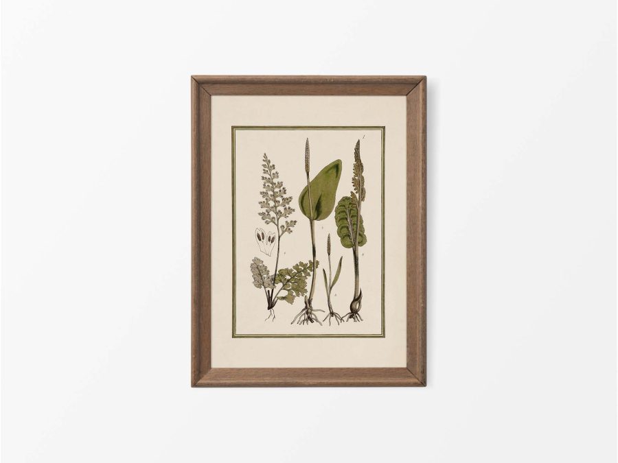 Fern VII Vintage Art Print