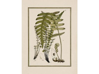 Fern VIII Vintage Art Print