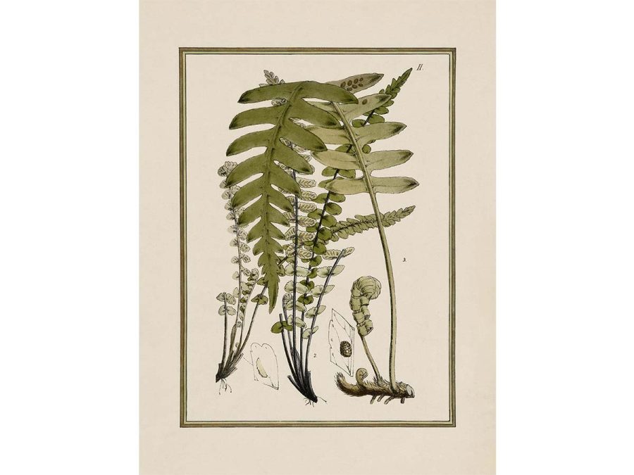 Fern VIII Vintage Art Print