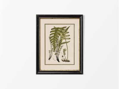 Fern VIII Vintage Art Print