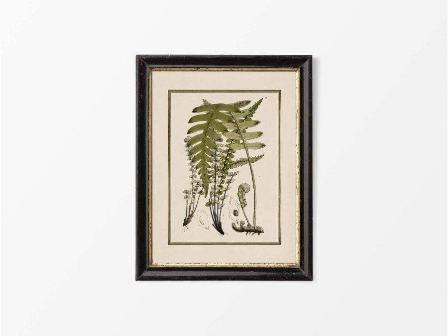 Fern VIII Vintage Art Print