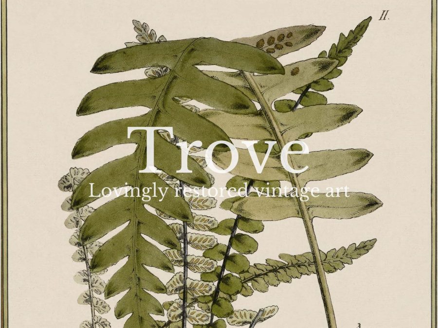 Fern VIII Vintage Art Print