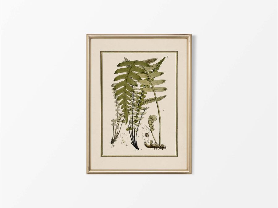 Fern VIII Vintage Art Print