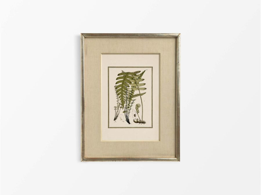 Fern VIII Vintage Art Print