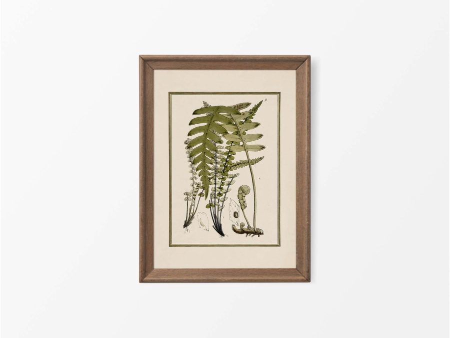 Fern VIII Vintage Art Print