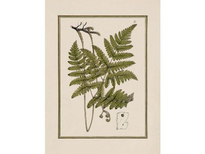 Fern X Vintage Art Print