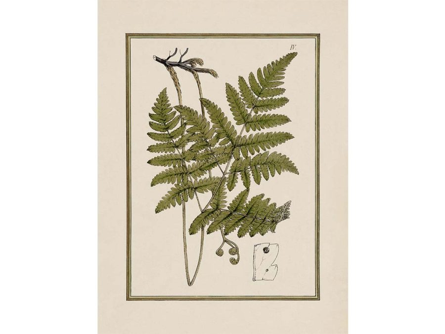 Fern X Vintage Art Print