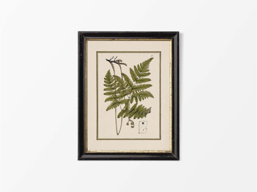 Fern X Vintage Art Print