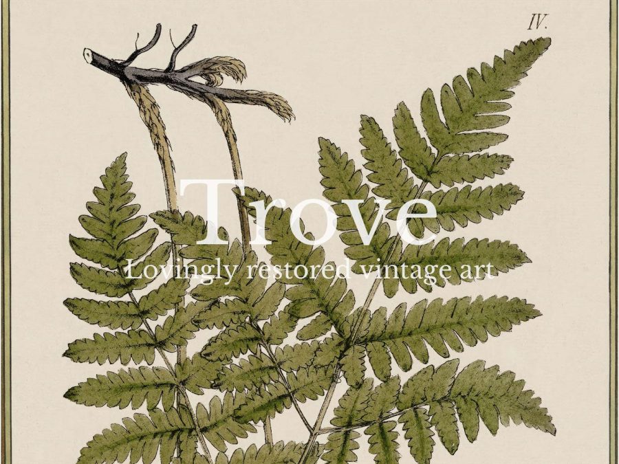 Fern X Vintage Art Print
