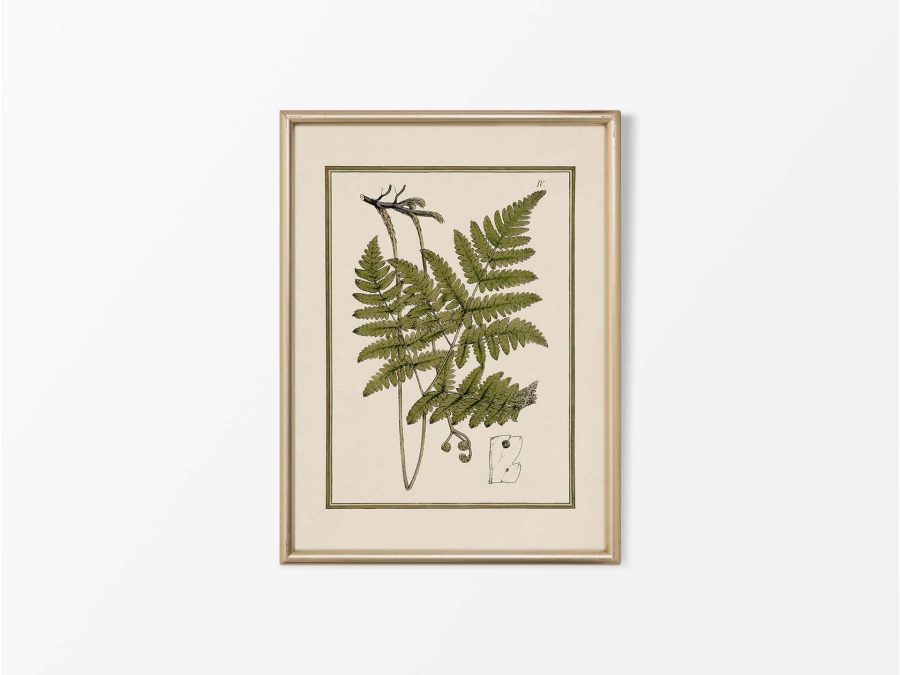 Fern X Vintage Art Print