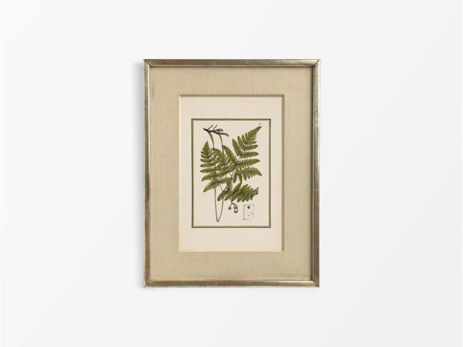 Fern X Vintage Art Print