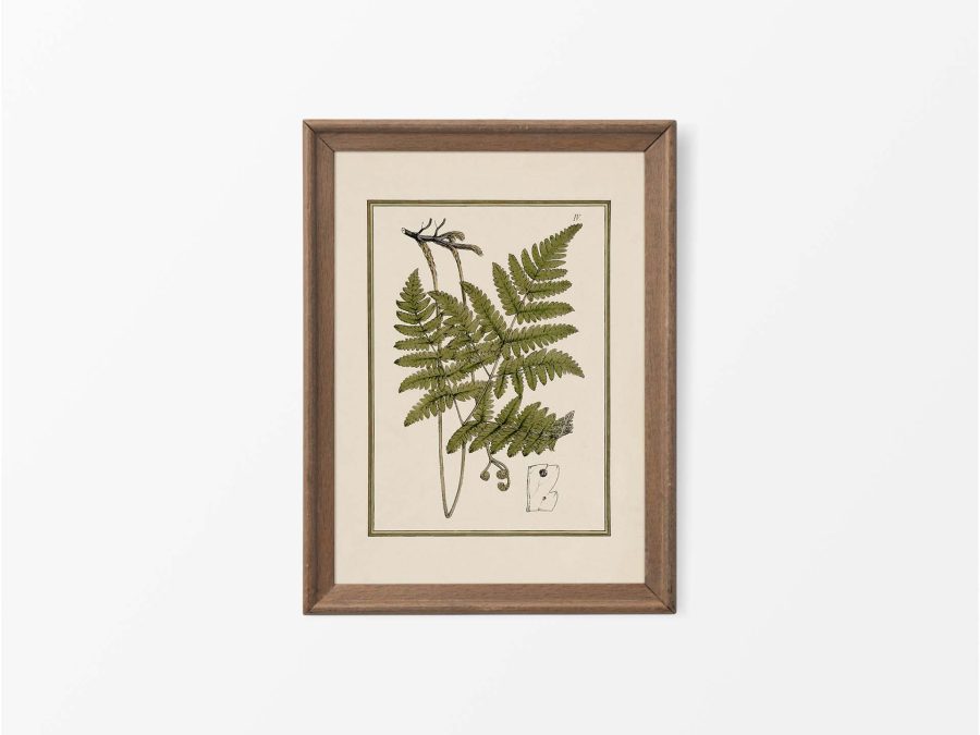 Fern X Vintage Art Print