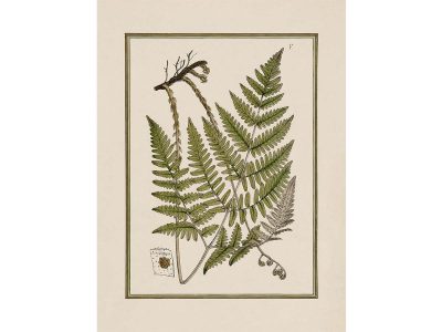 Fern XI Vintage Art Print
