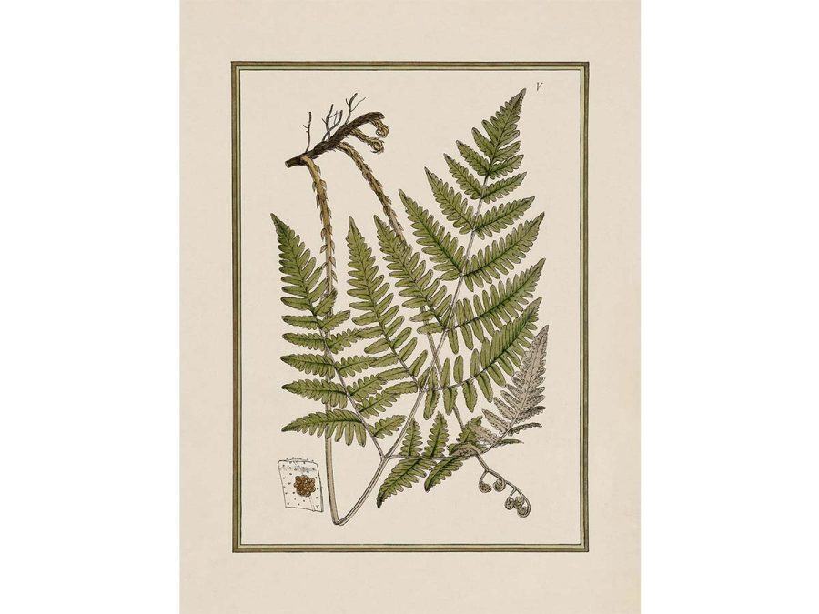 Fern XI Vintage Art Print