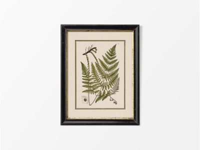 Fern XI Vintage Art Print