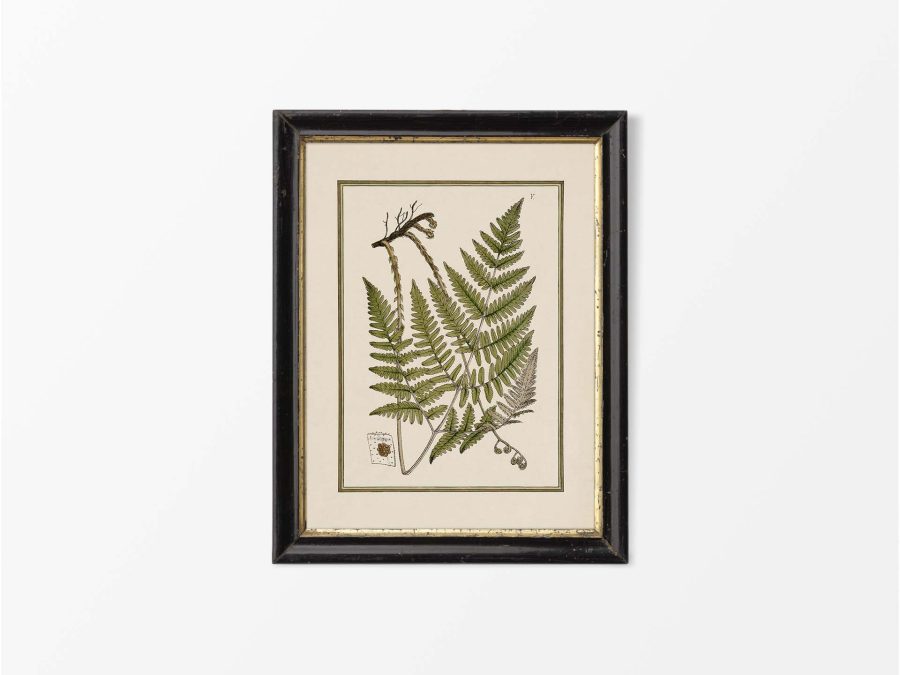 Fern XI Vintage Art Print