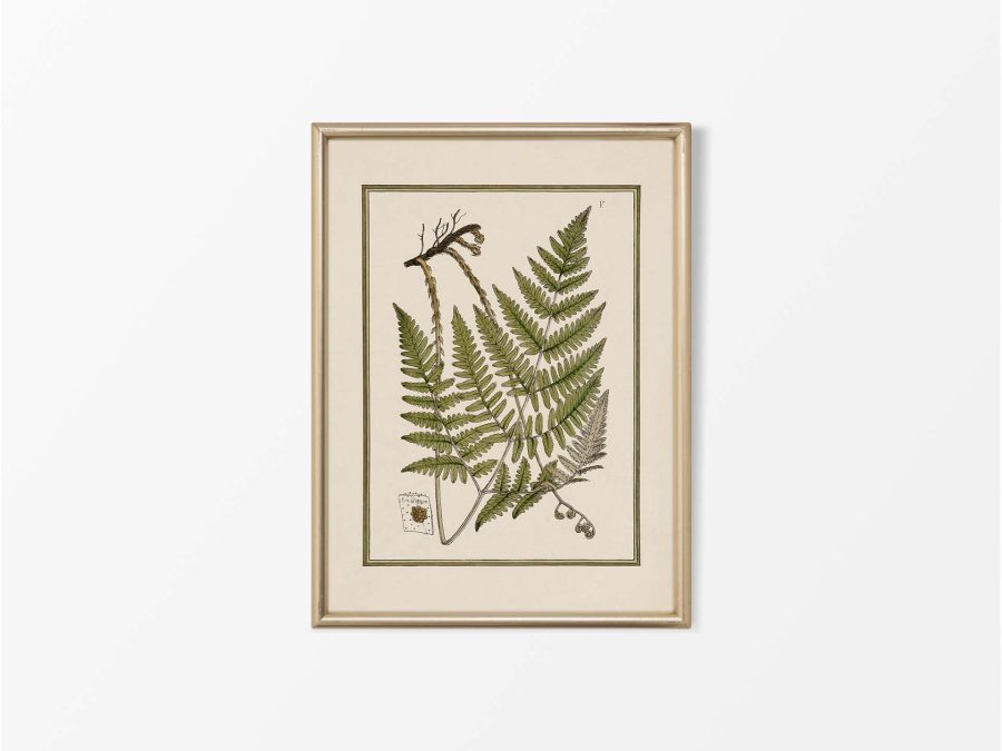 Fern XI Vintage Art Print