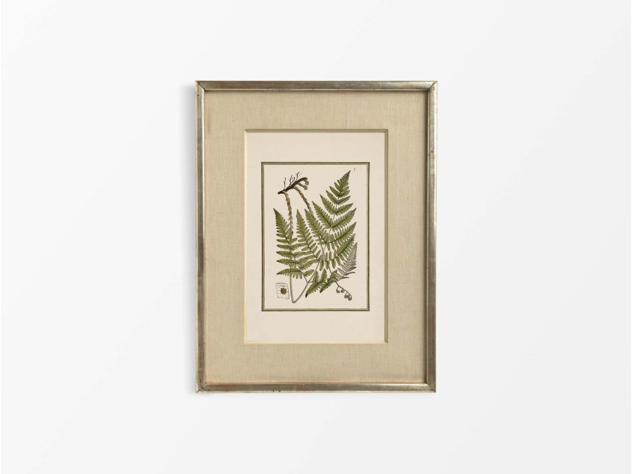 Fern XI Vintage Art Print
