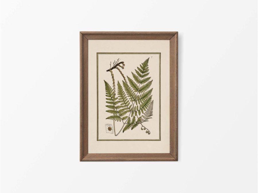 Fern XI Vintage Art Print
