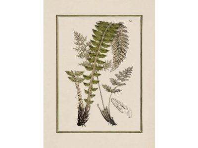 Fern XII Vintage Art Print