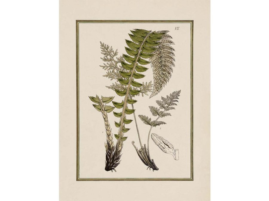 Fern XII Vintage Art Print