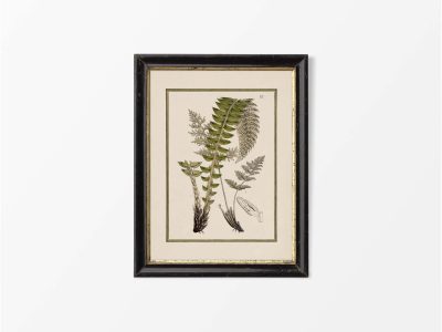 Fern XII Vintage Art Print