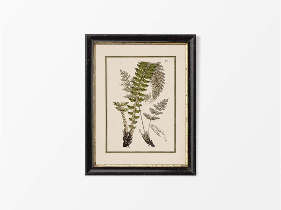 Fern XII Vintage Art Print