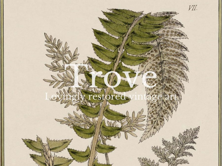 Fern XII Vintage Art Print
