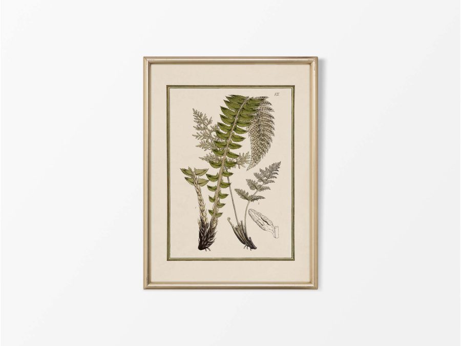 Fern XII Vintage Art Print