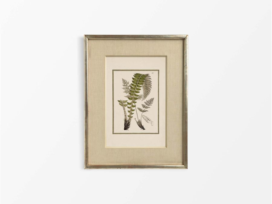 Fern XII Vintage Art Print