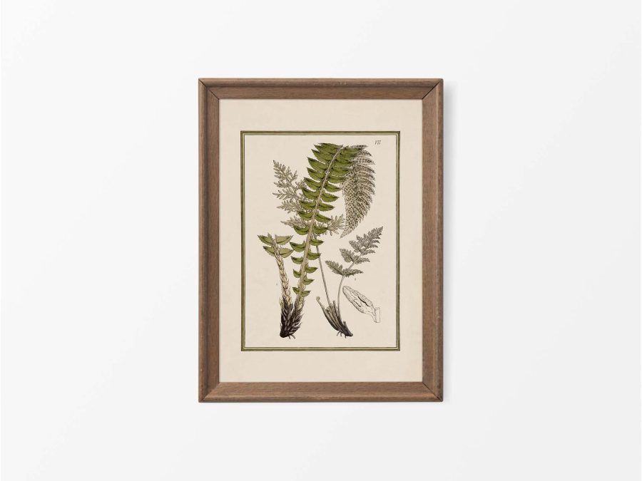 Fern XII Vintage Art Print