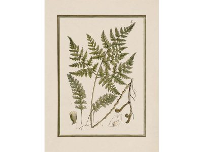 Fern XIII Vintage Art Print