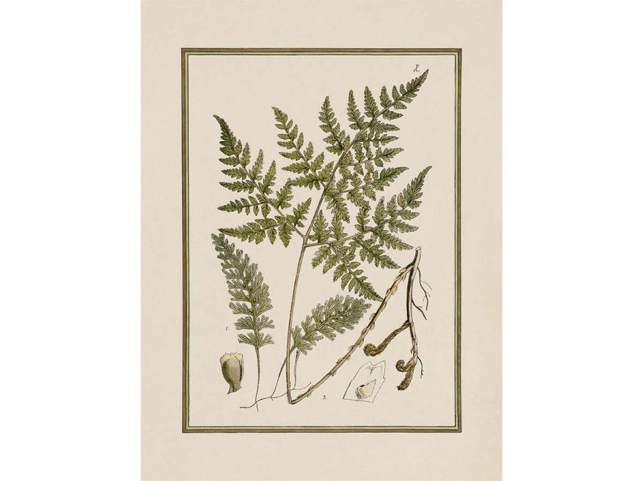 Fern XIII Vintage Art Print
