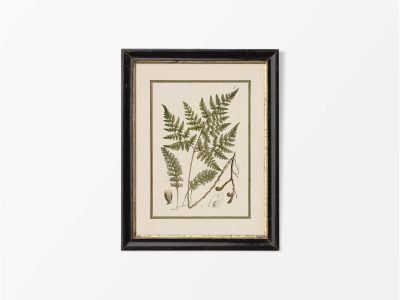 Fern XIII Vintage Art Print