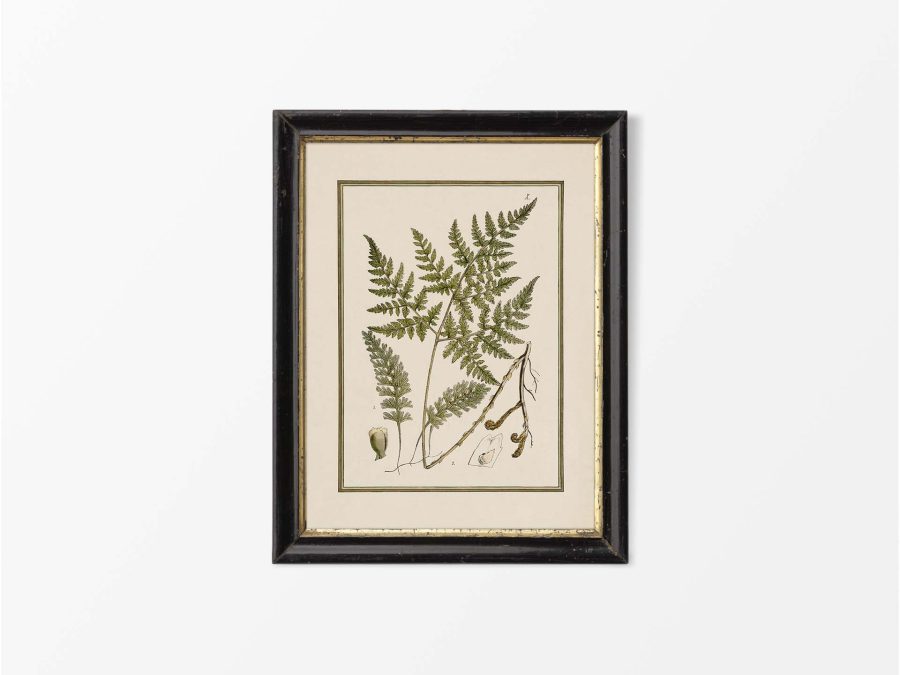 Fern XIII Vintage Art Print