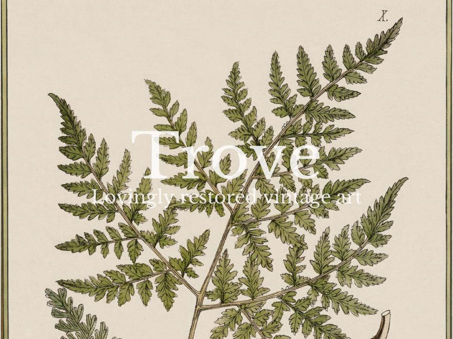 Fern XIII Vintage Art Print