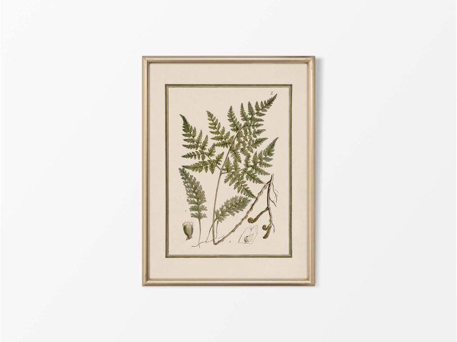 Fern XIII Vintage Art Print