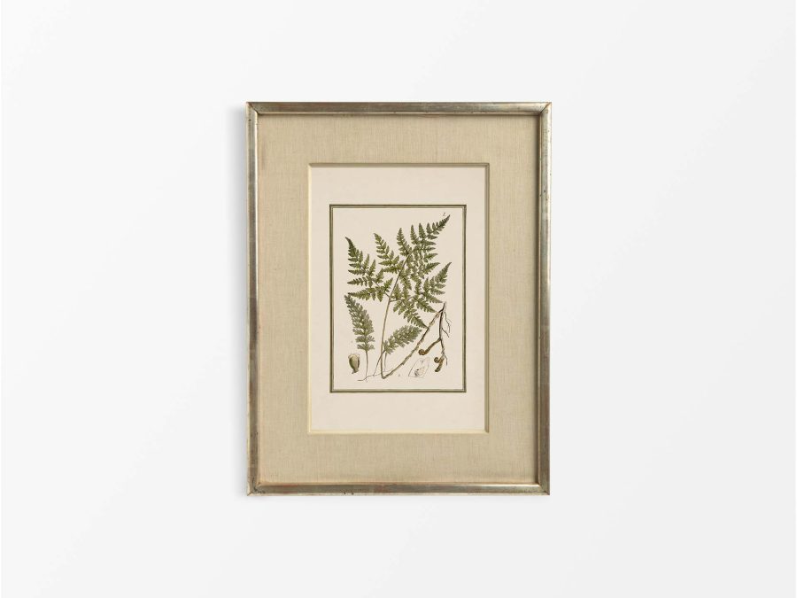 Fern XIII Vintage Art Print
