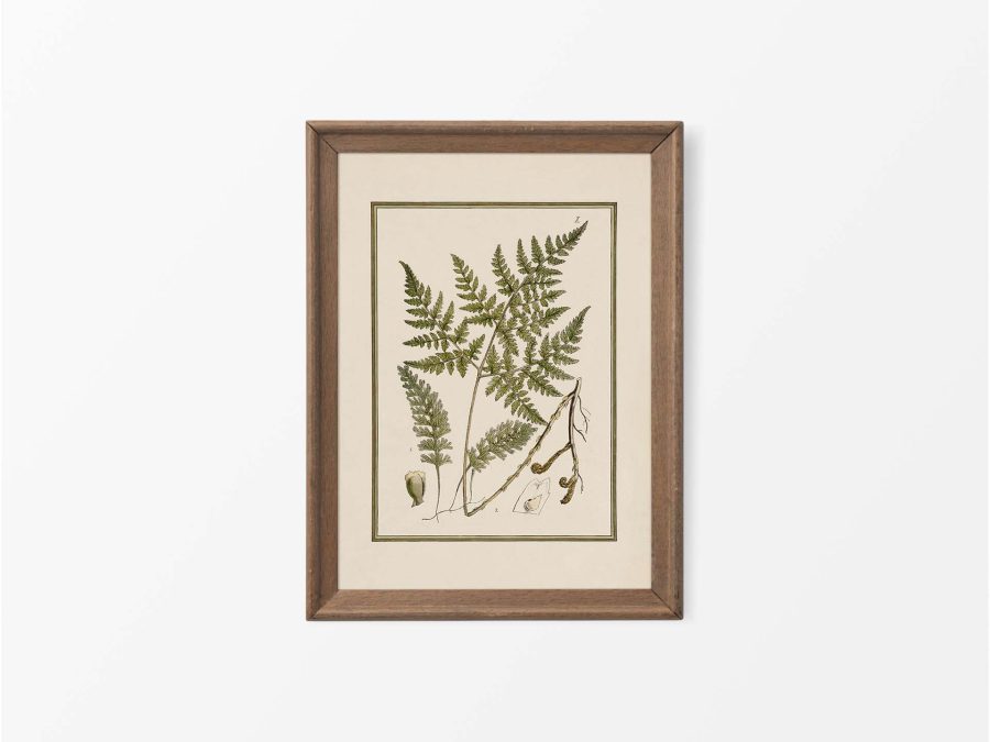 Fern XIII Vintage Art Print