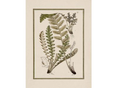 Fern XIV Vintage Art Print