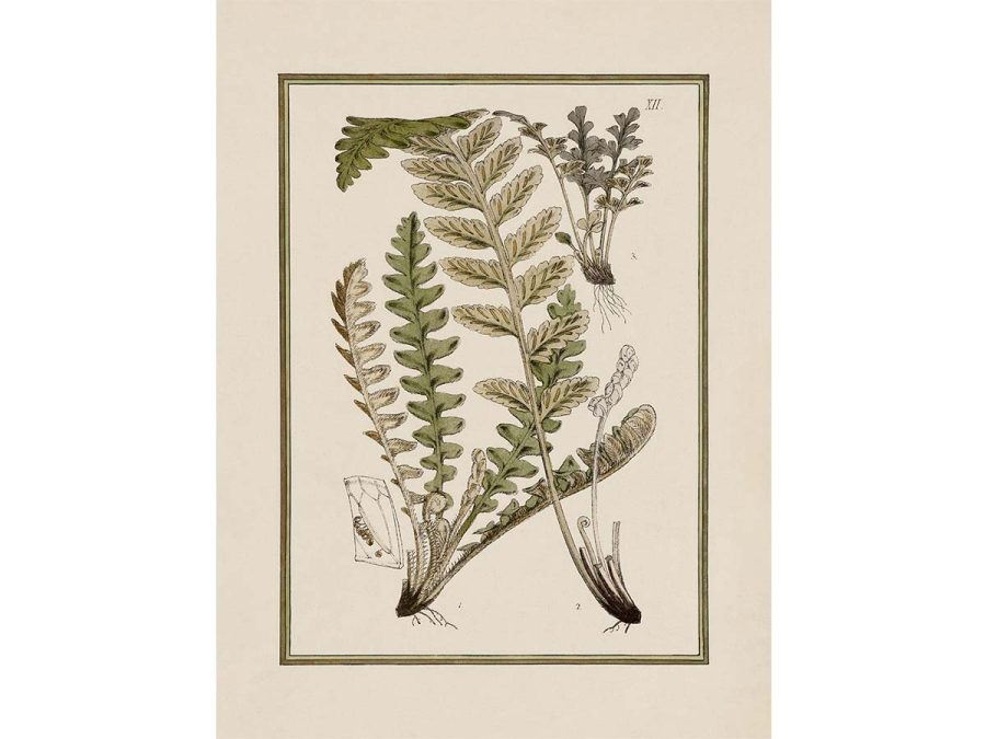 Fern XIV Vintage Art Print