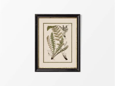 Fern XIV Vintage Art Print