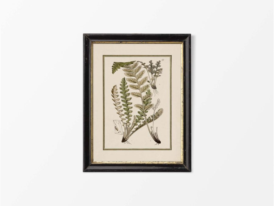 Fern XIV Vintage Art Print