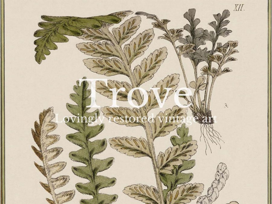 Fern XIV Vintage Art Print
