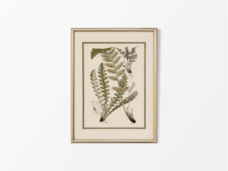 Fern XIV Vintage Art Print
