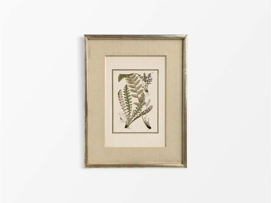 Fern XIV Vintage Art Print