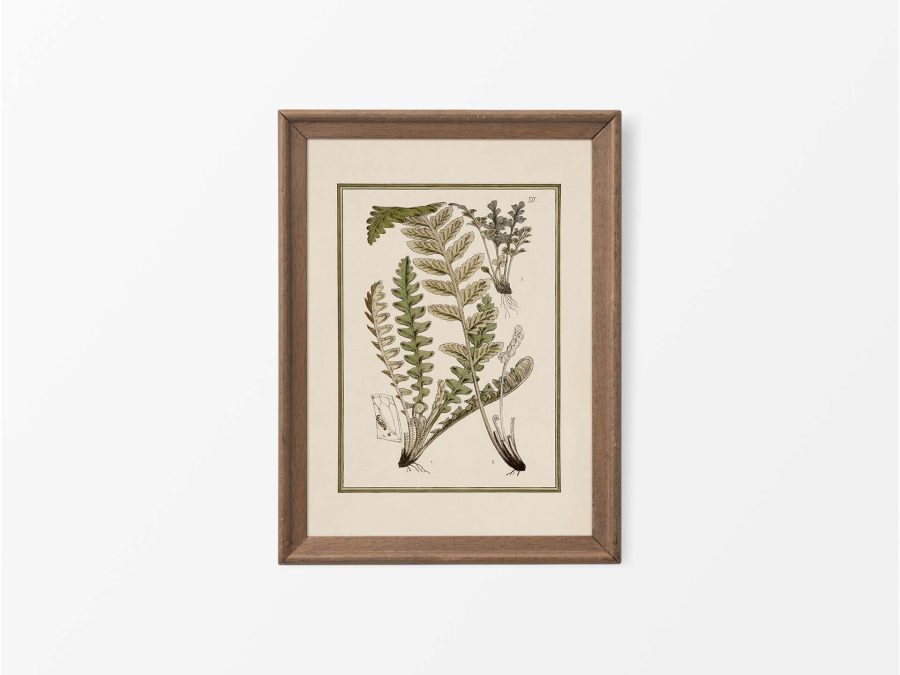 Fern XIV Vintage Art Print